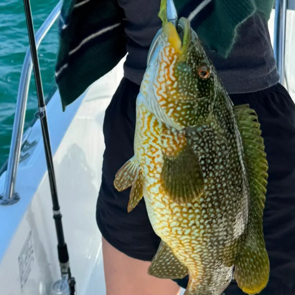 Ballan wrasse caught on Fishbrain