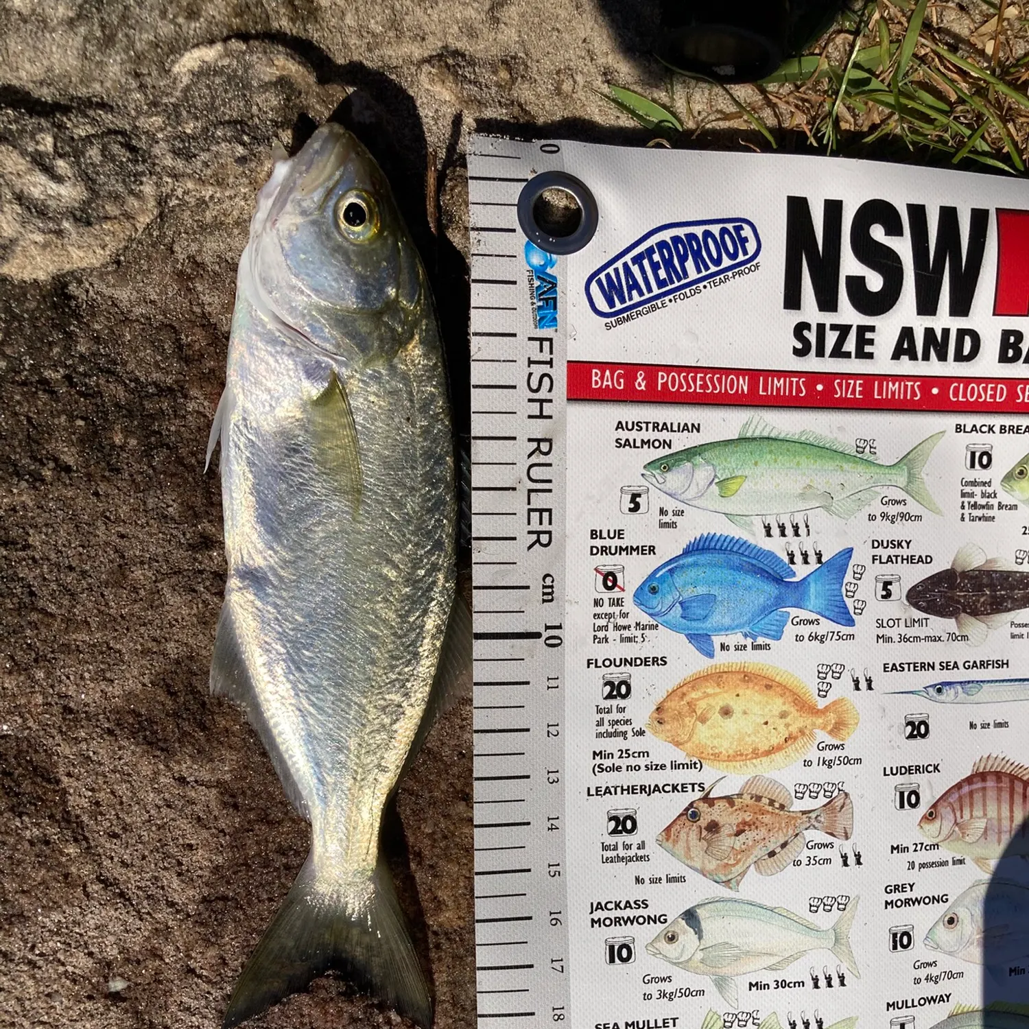 Bluefish caught on Fishbrain