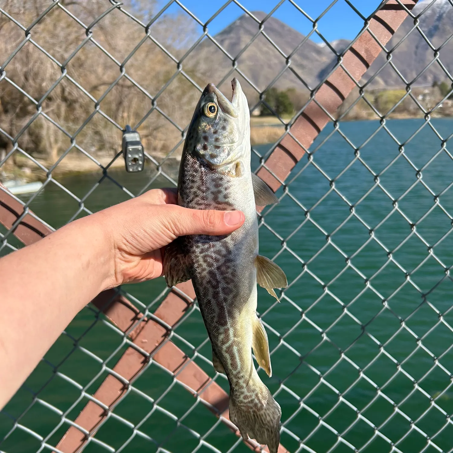 The most recent Tiger trout catches on Fishbrain