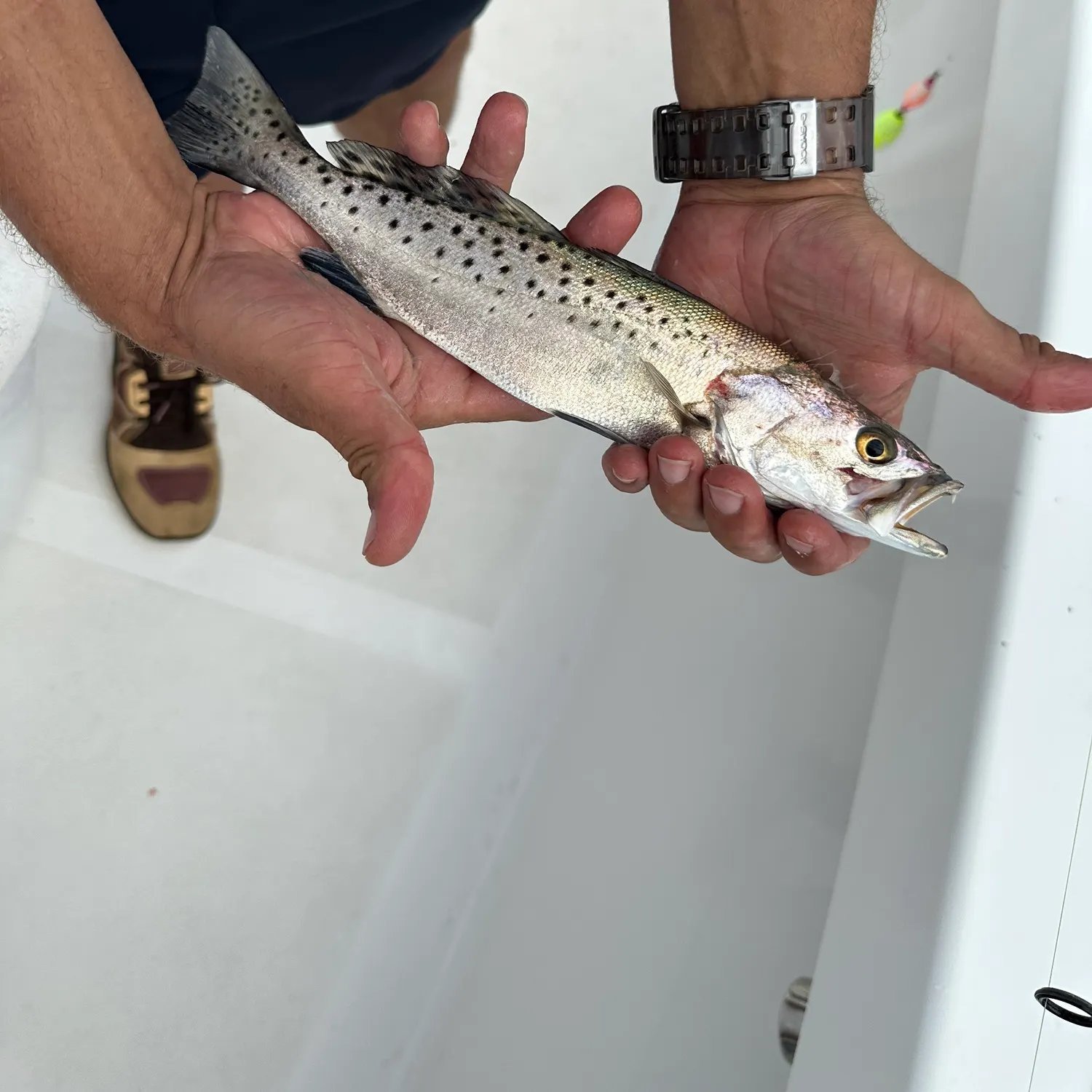 Spotted seatrout caught on Fishbrain