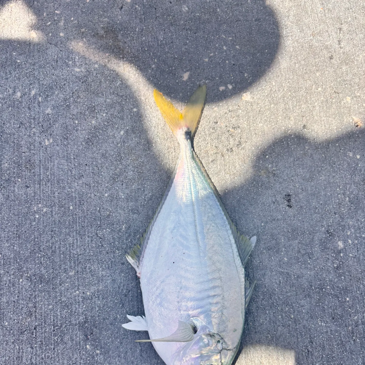 The most recent Yellowfin mojarra catches on Fishbrain