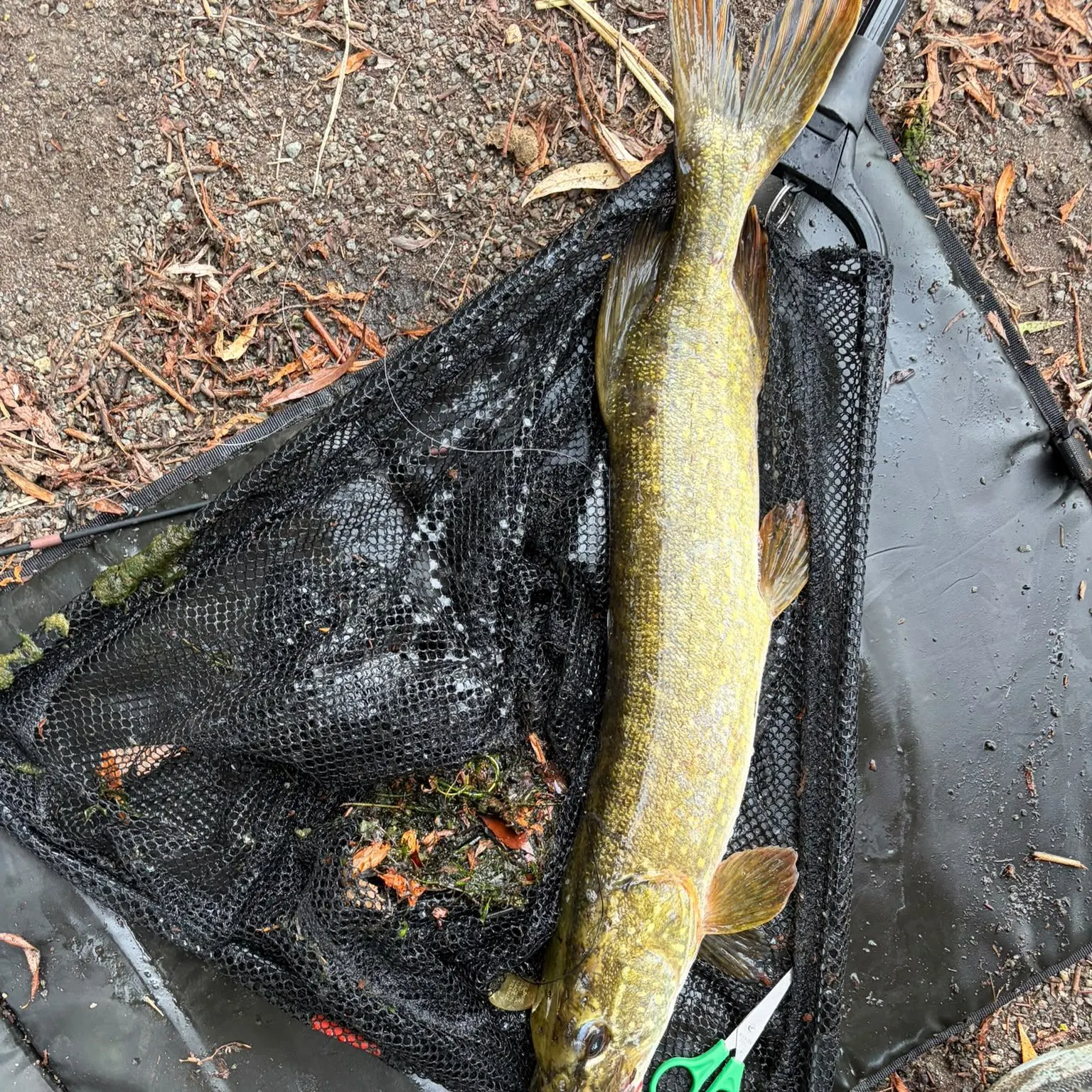 Northern pike caught on Fishbrain