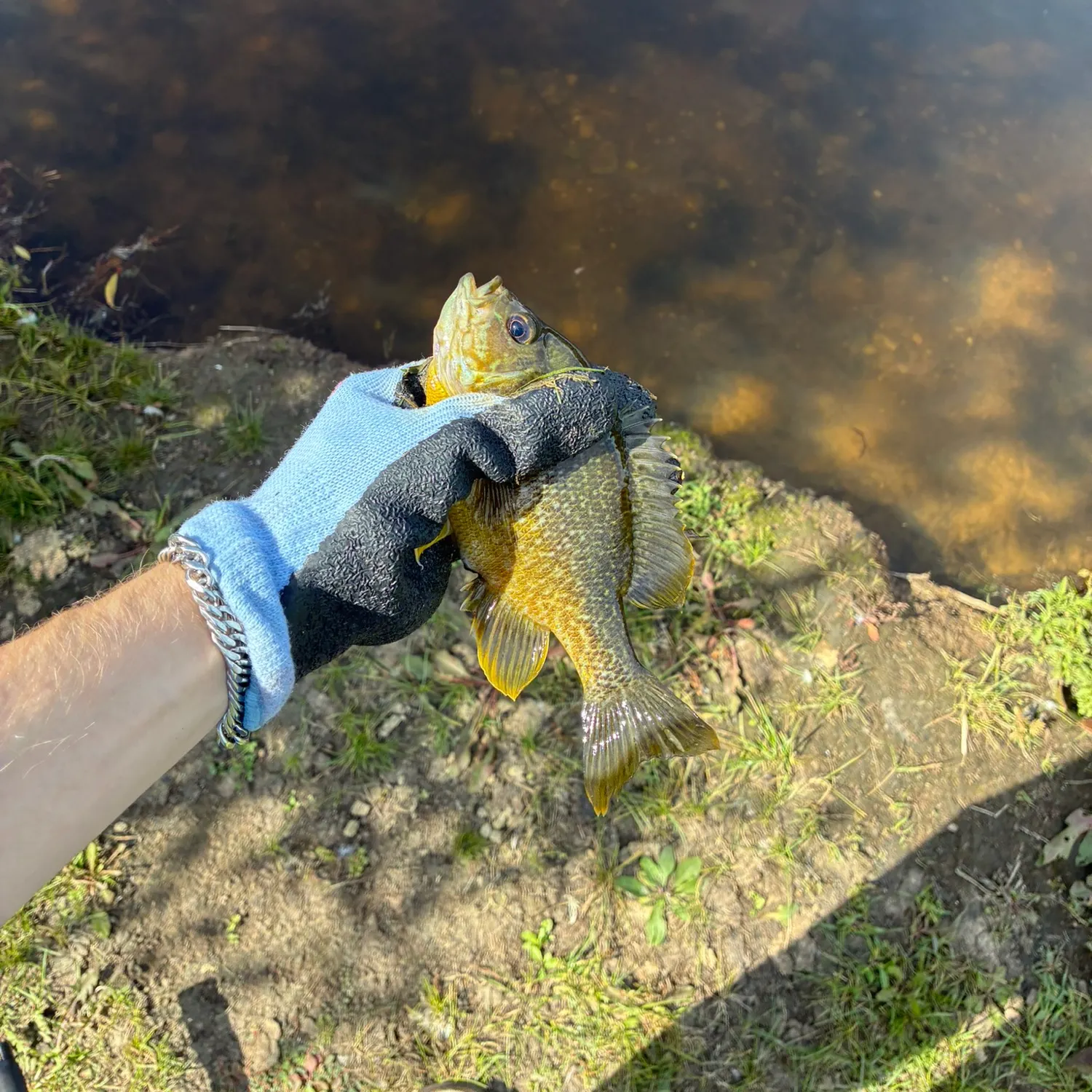 Greengill hybrid caught on Fishbrain