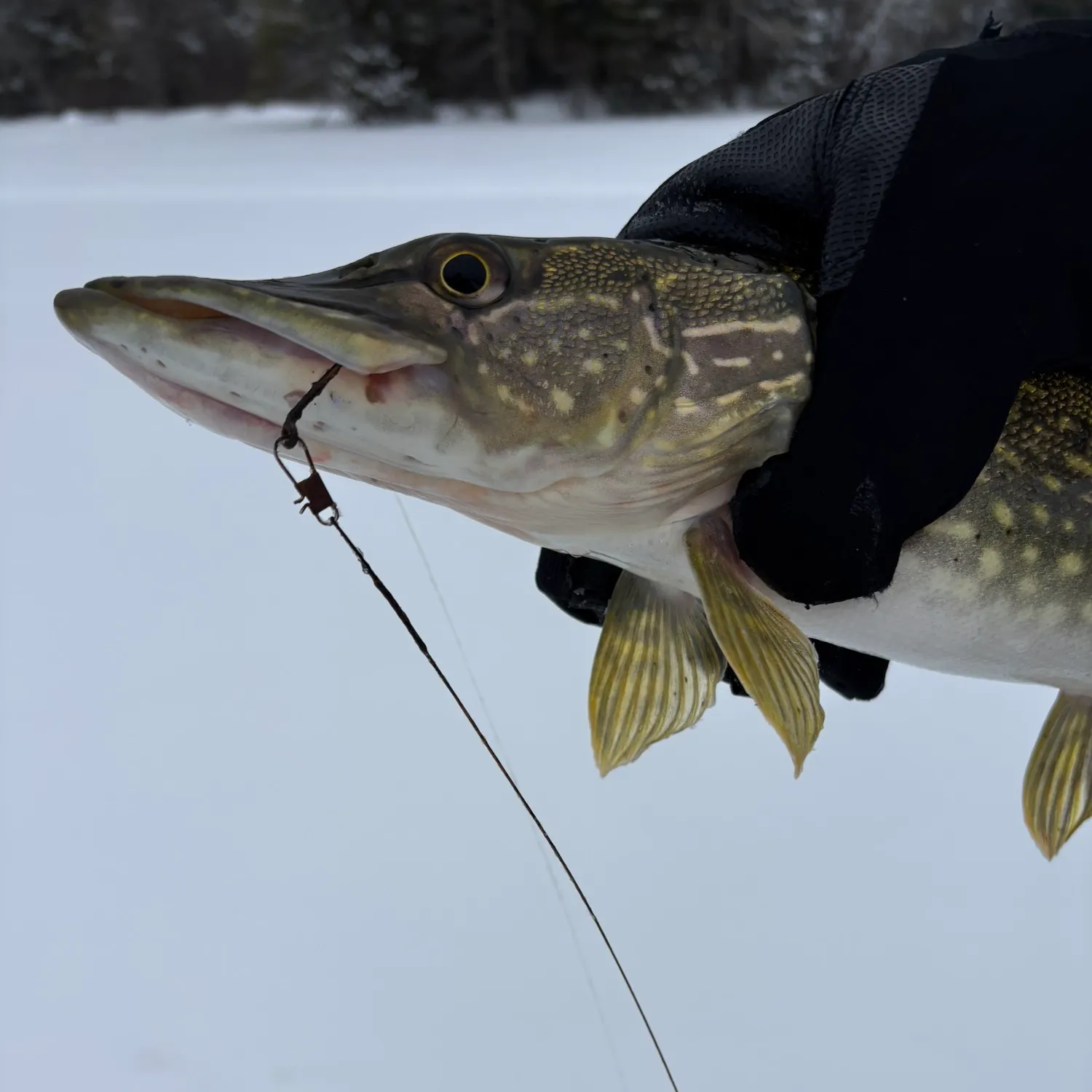 The most recent Northern pike catches on Fishbrain