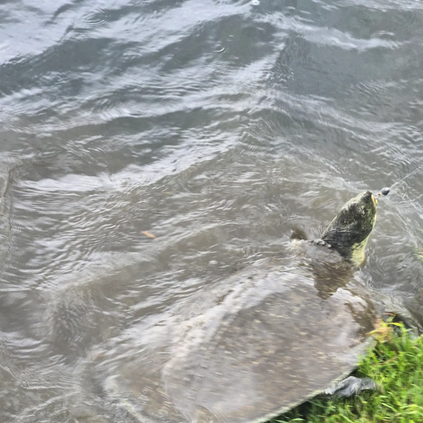 Smooth softshell turtle caught on Fishbrain
