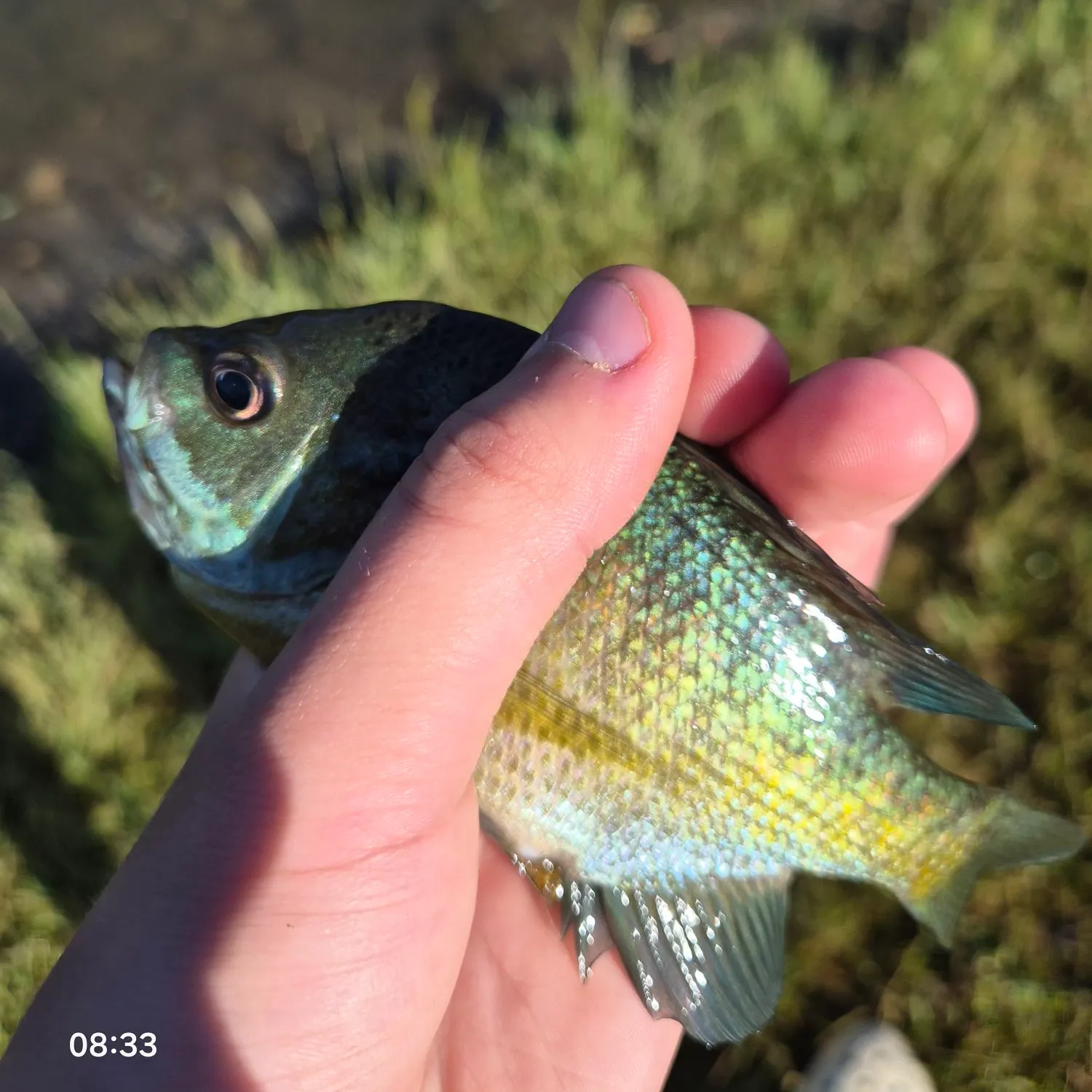 Bluegill caught on Fishbrain