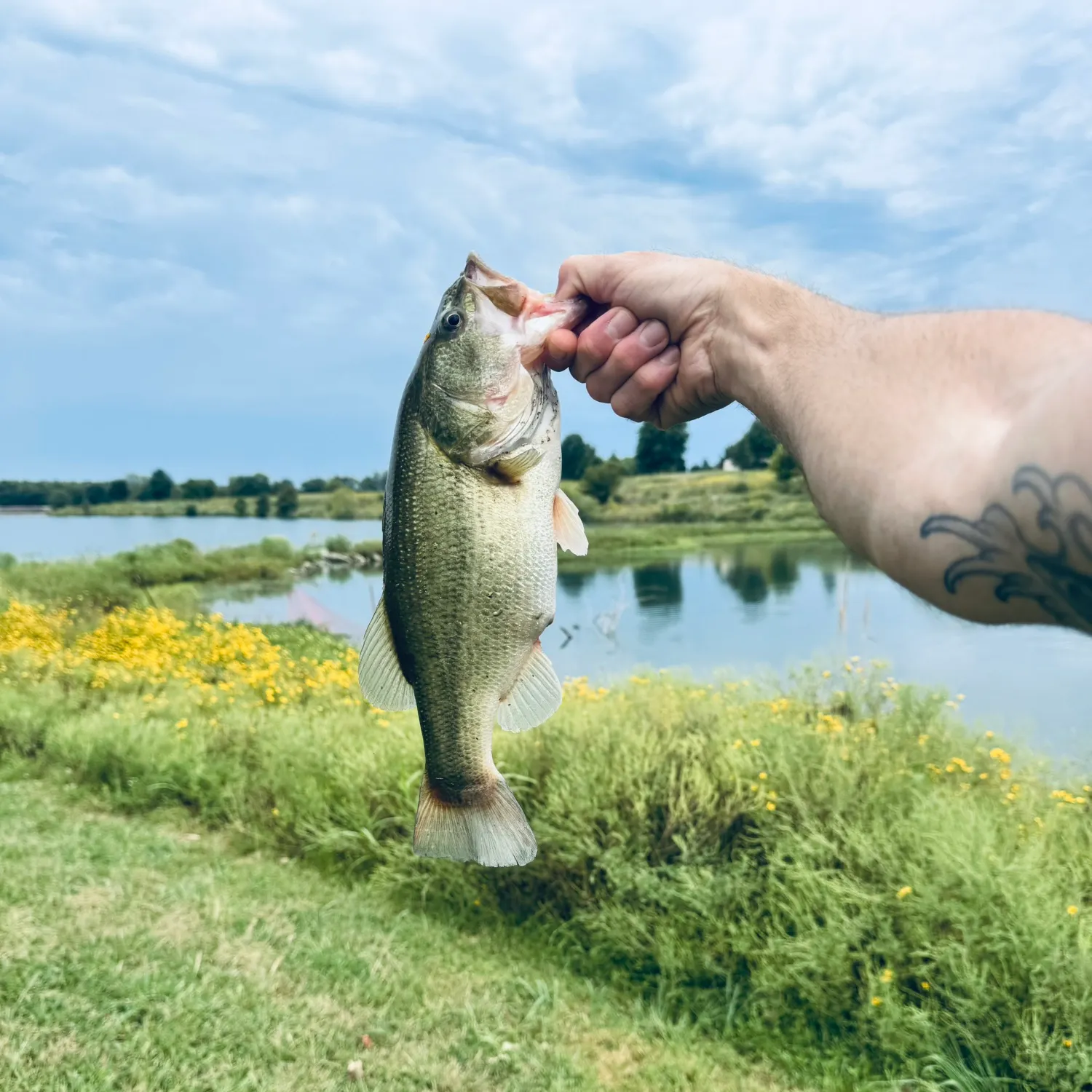 Largemouth bass caught on Fishbrain