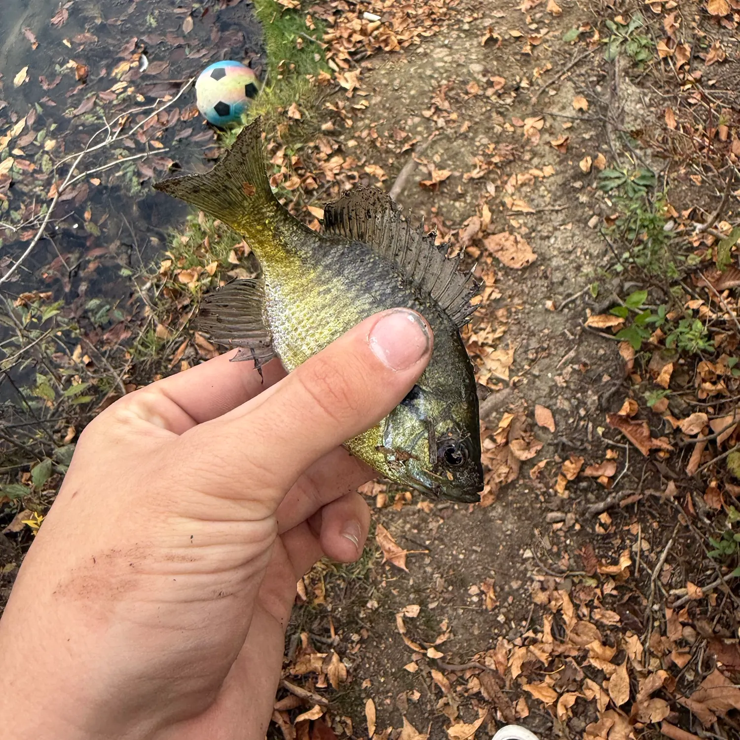 Bluegill caught on Fishbrain