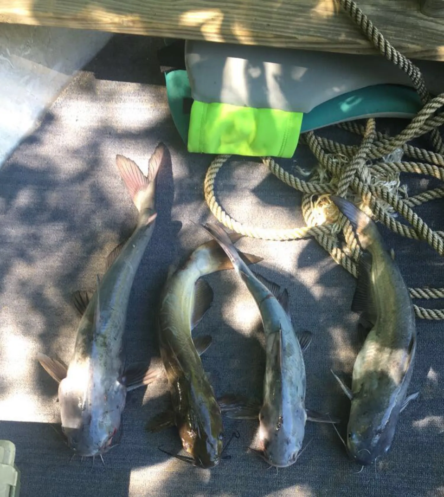 recently logged catches