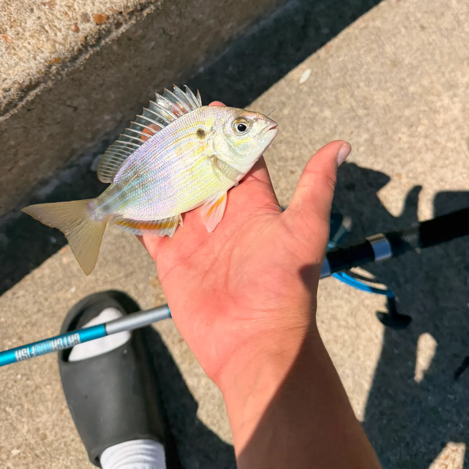 Pinfish caught on Fishbrain
