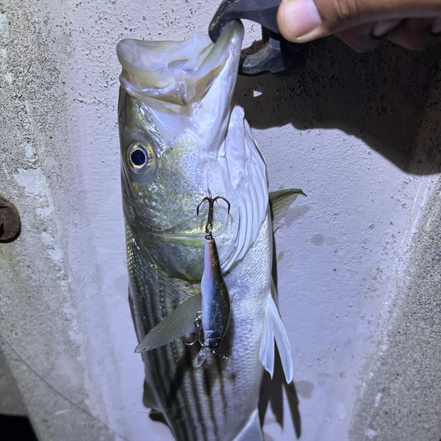 Striped bass caught on Fishbrain