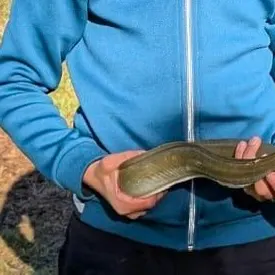 The most recent Speckled longfin eel catches on Fishbrain