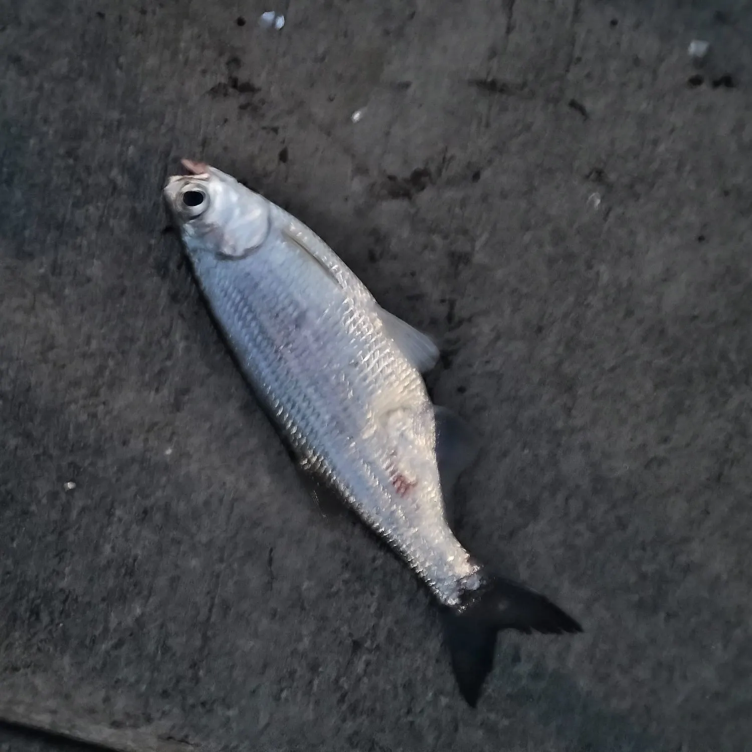 The most recent Mooneye catches on Fishbrain