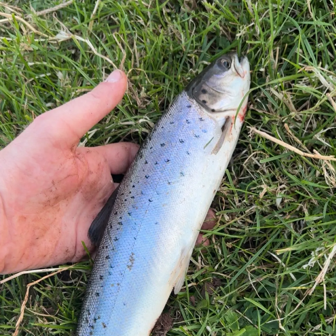 Sea trout caught on Fishbrain
