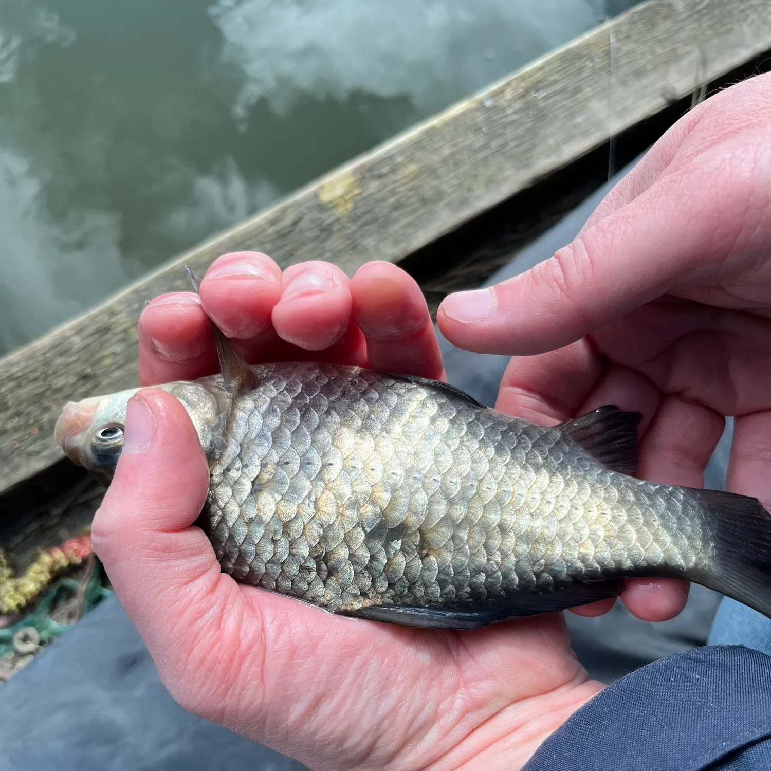 The most recent Crucian carp catches on Fishbrain