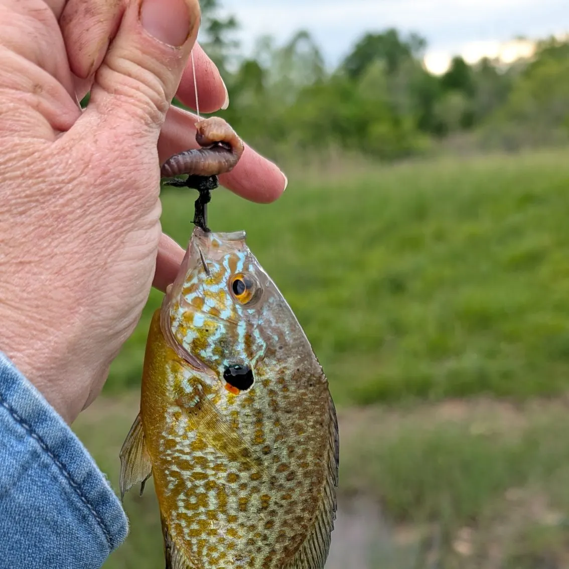 The most recent Pumpkinseed catches on Fishbrain