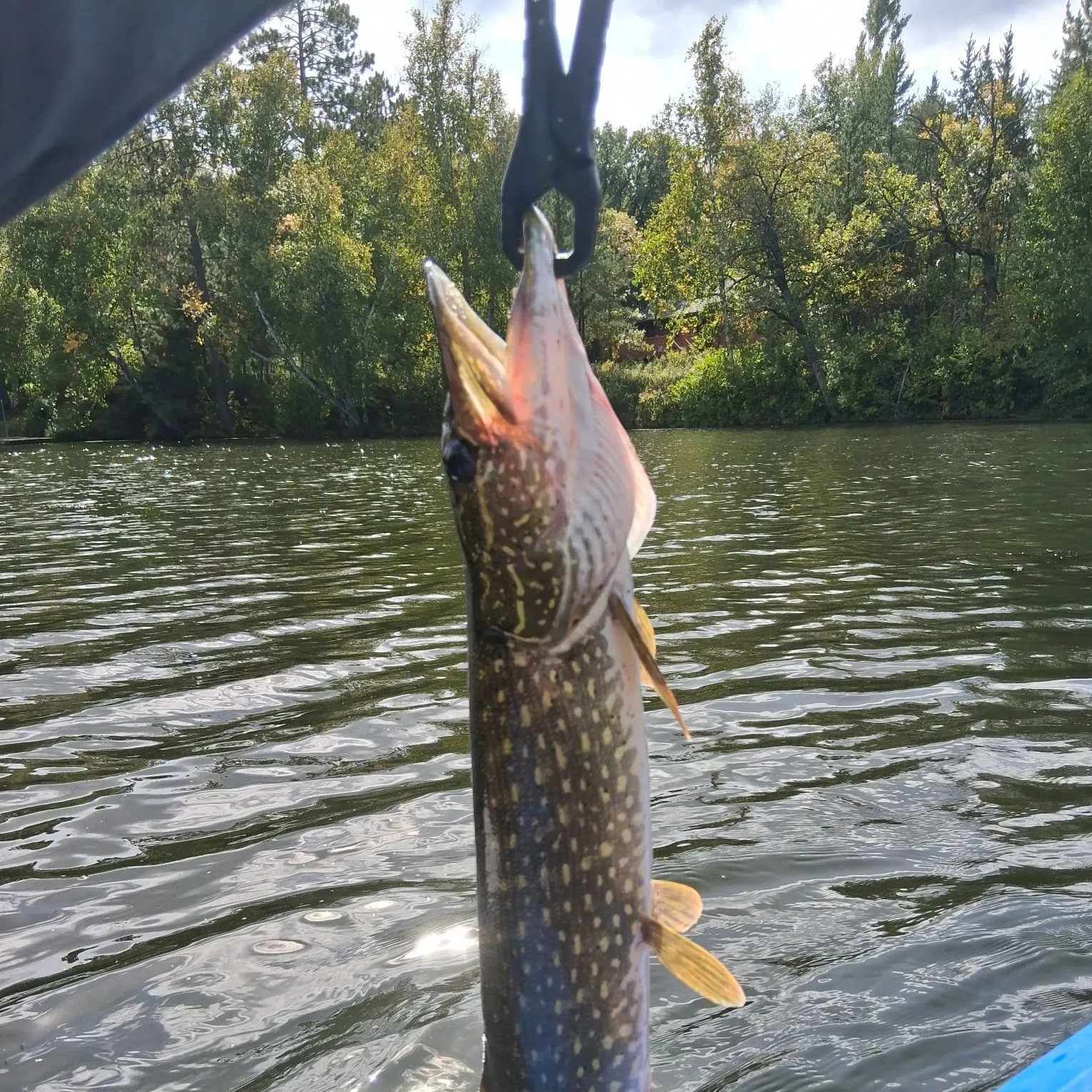 Northern pike caught on Fishbrain