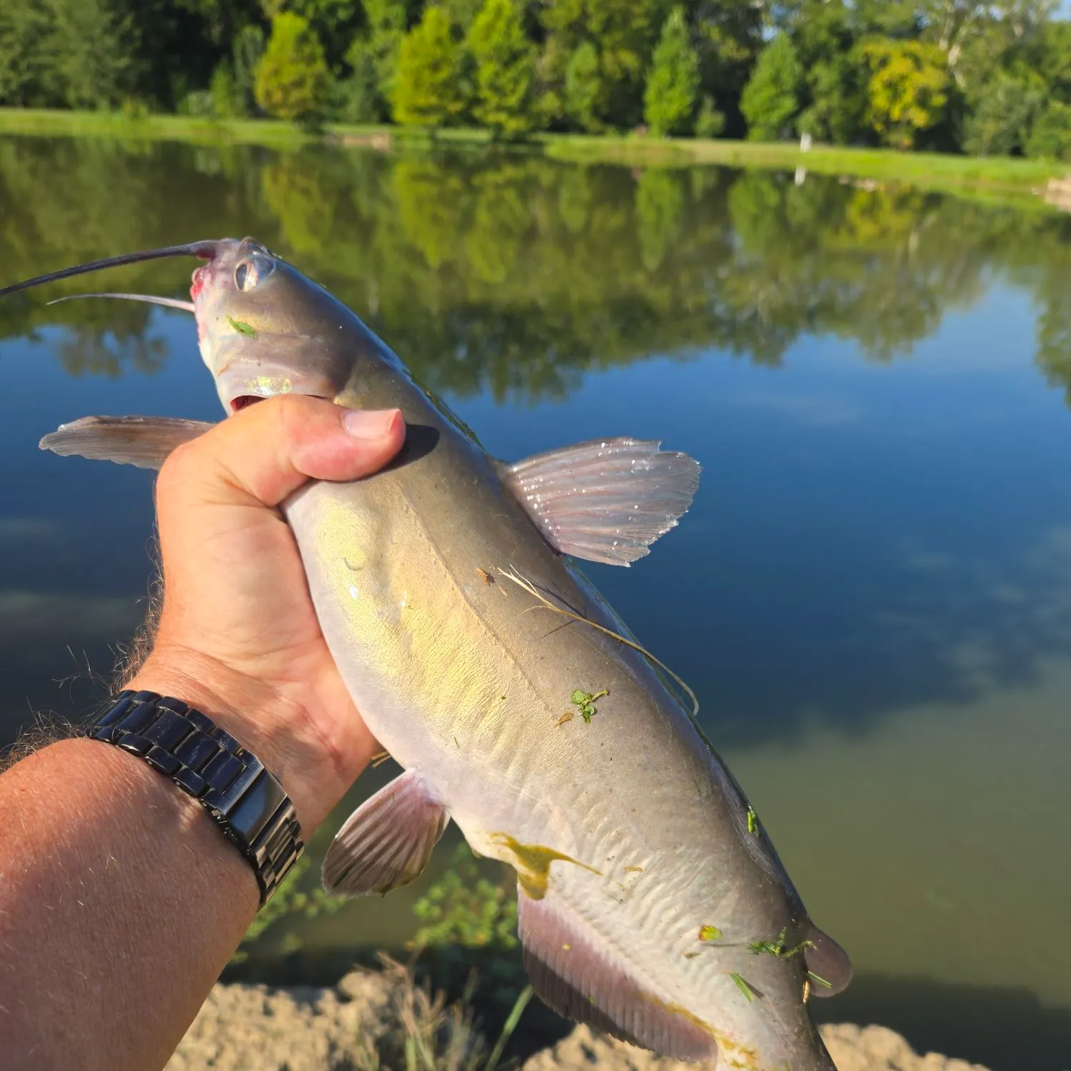 Channel catfish caught on Fishbrain