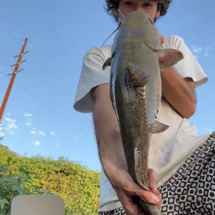Flathead catfish caught on Fishbrain