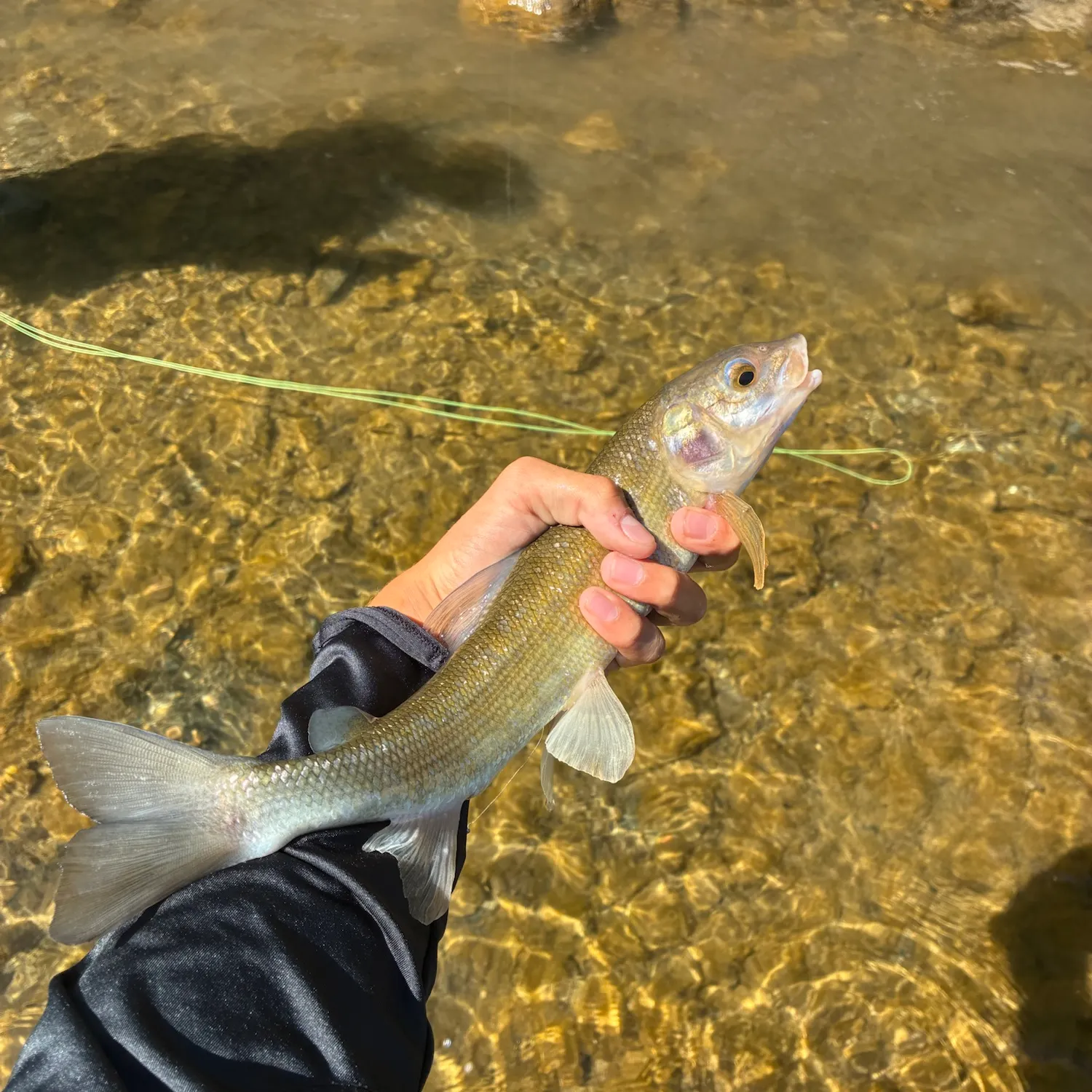 Mountain whitefish caught on Fishbrain