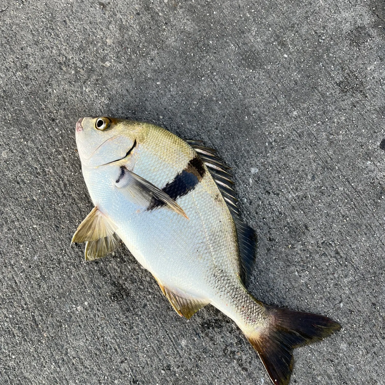 The most recent Sargo catches on Fishbrain