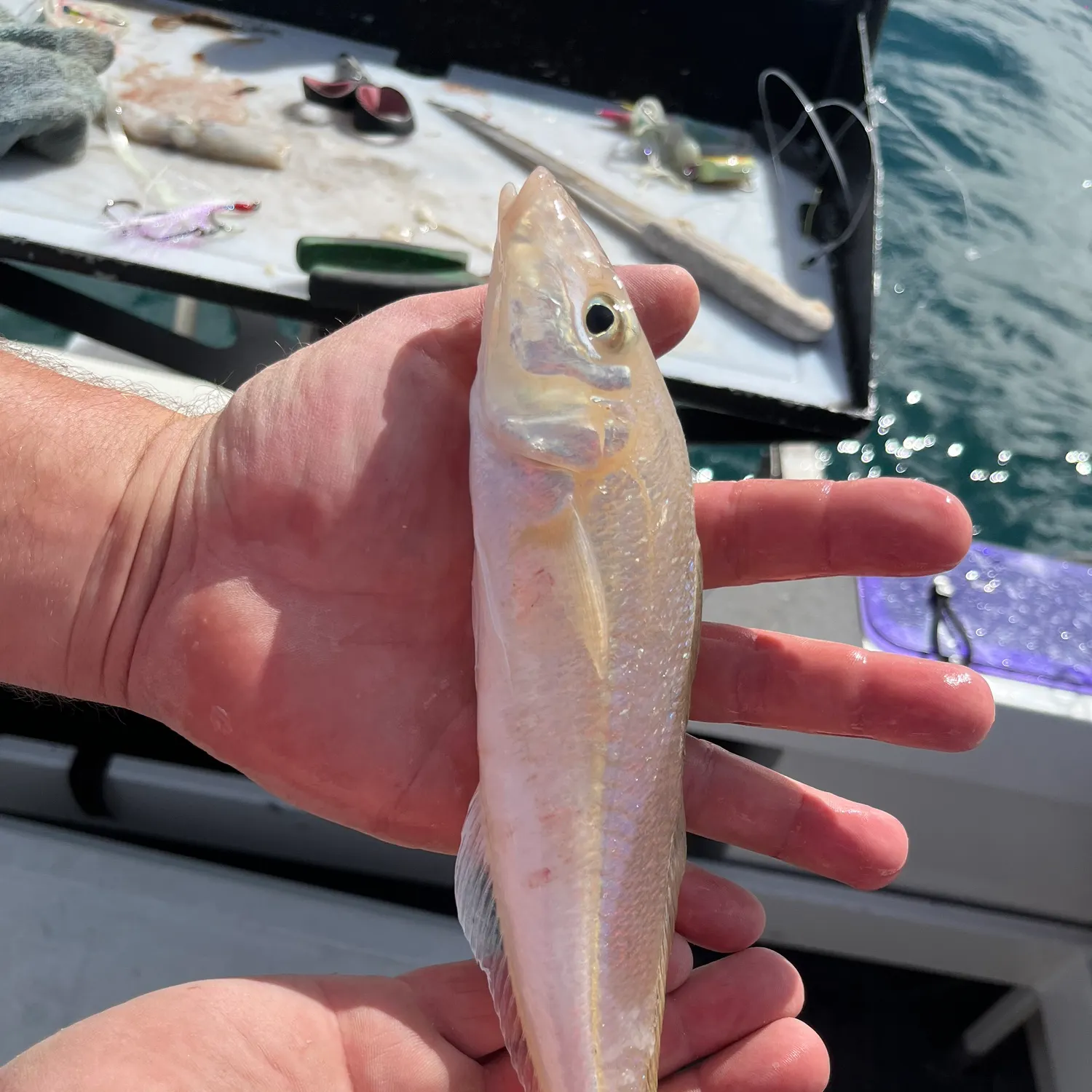 The most recent Sand sillago catches on Fishbrain