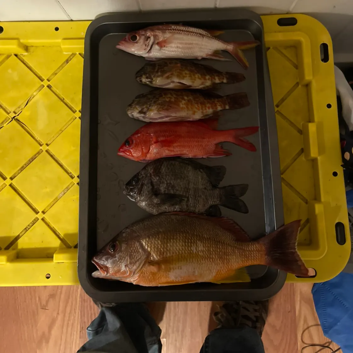 recently logged catches