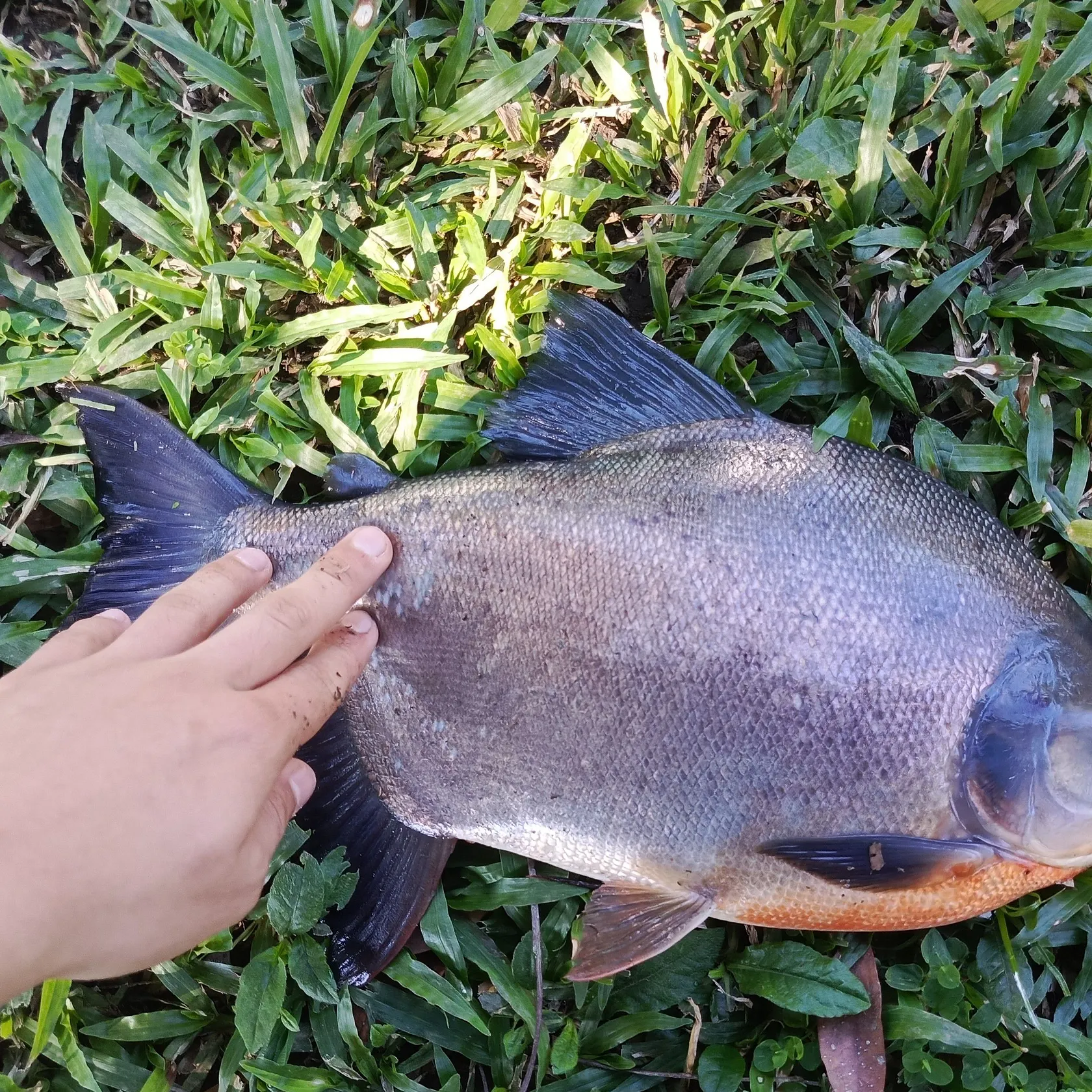 The most recent Red-bellied pacu catches on Fishbrain