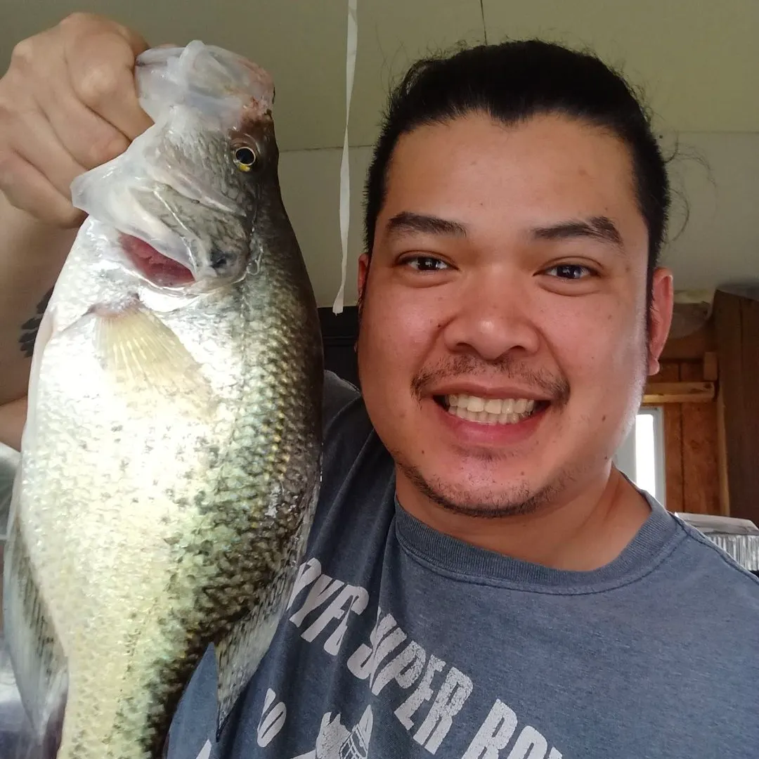 White crappie caught on Fishbrain