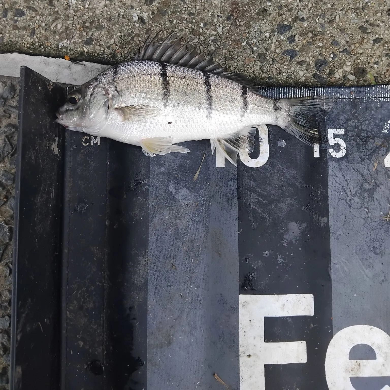 The most recent Barred grunt catches on Fishbrain