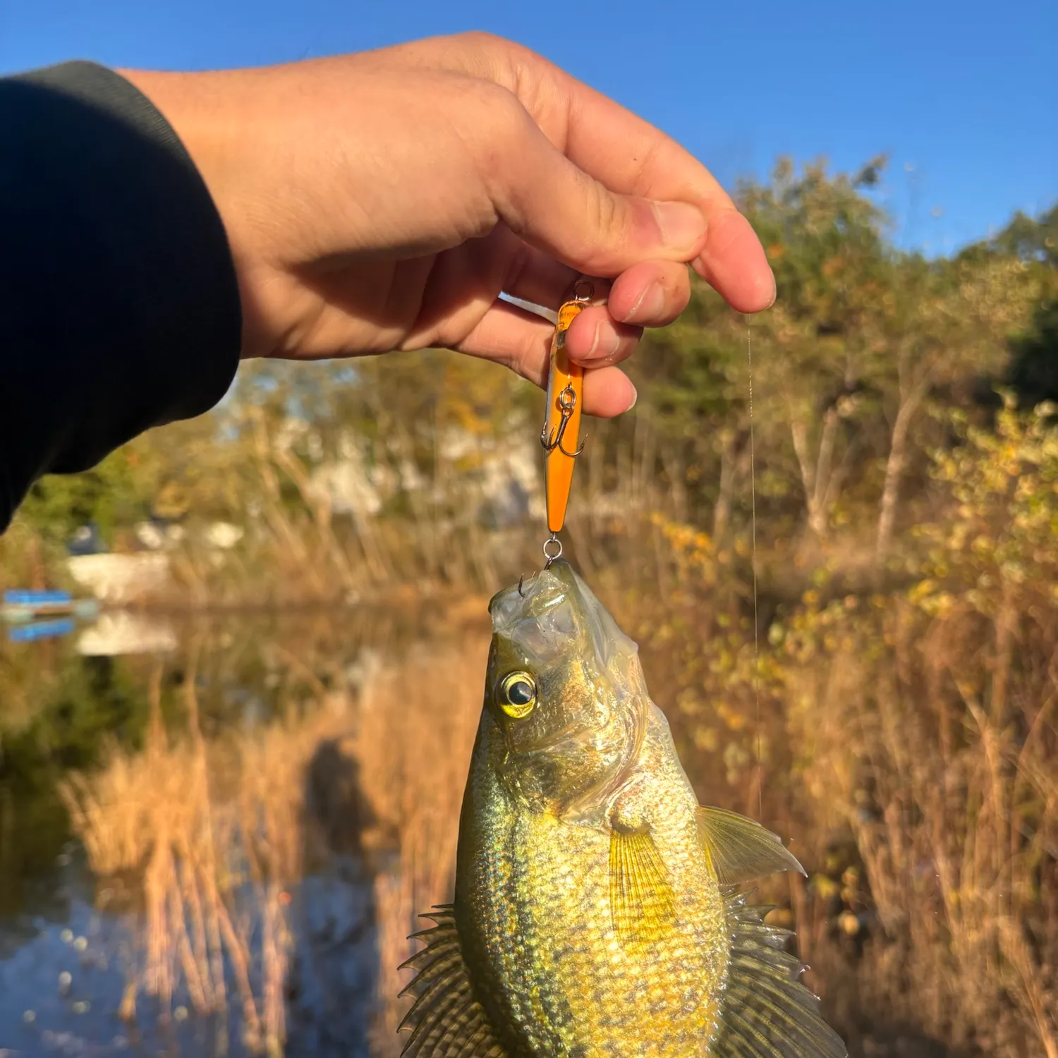 Black crappie caught on Fishbrain
