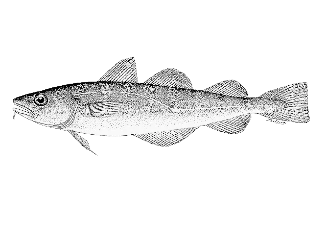 Pacific tomcod