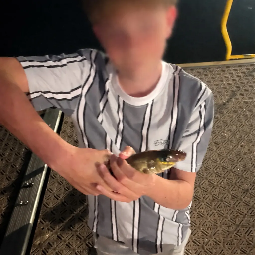 The most recent King George whiting catches on Fishbrain