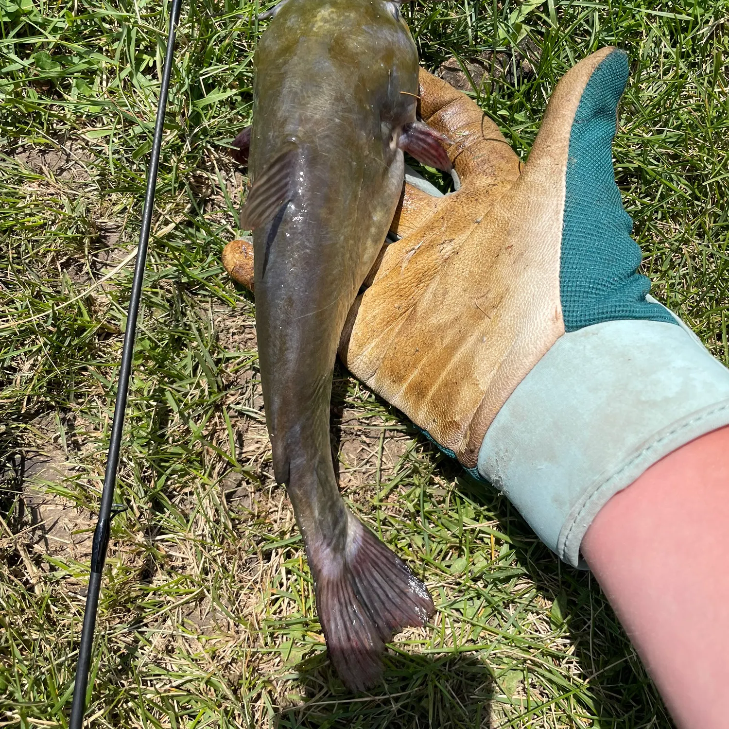 Yellow bullhead caught on Fishbrain