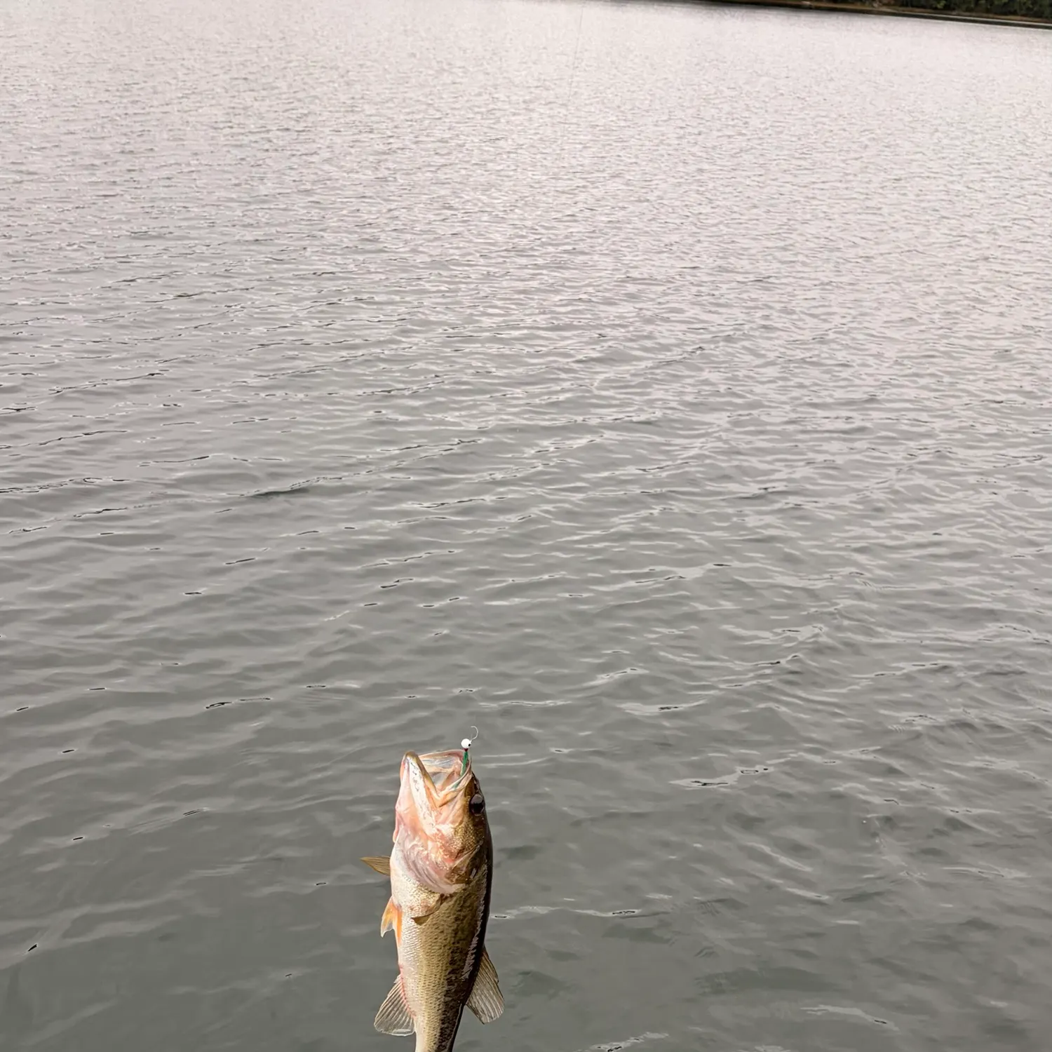 Fish caught on Fishbrain