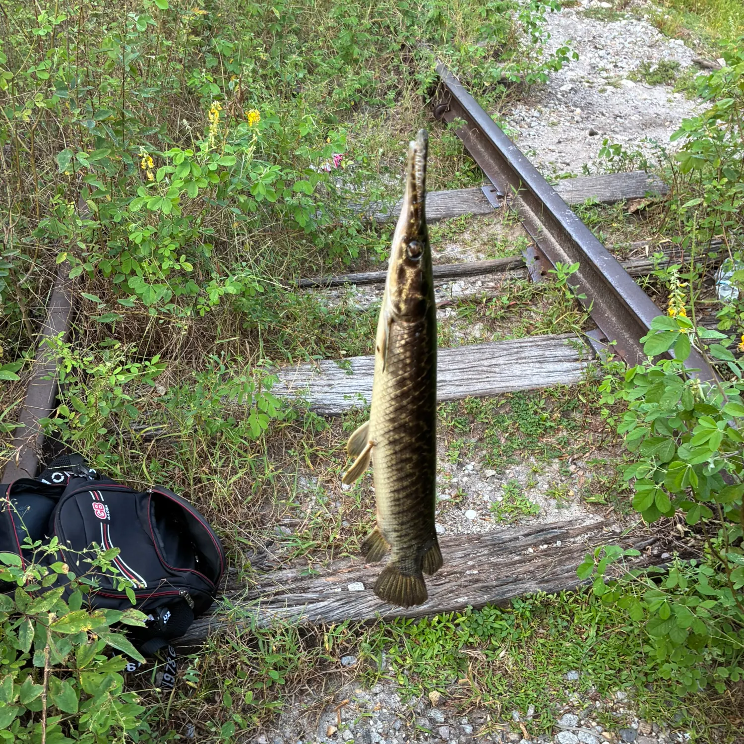 Spotted gar caught on Fishbrain