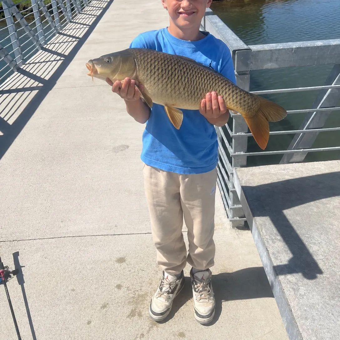Common carp caught on Fishbrain