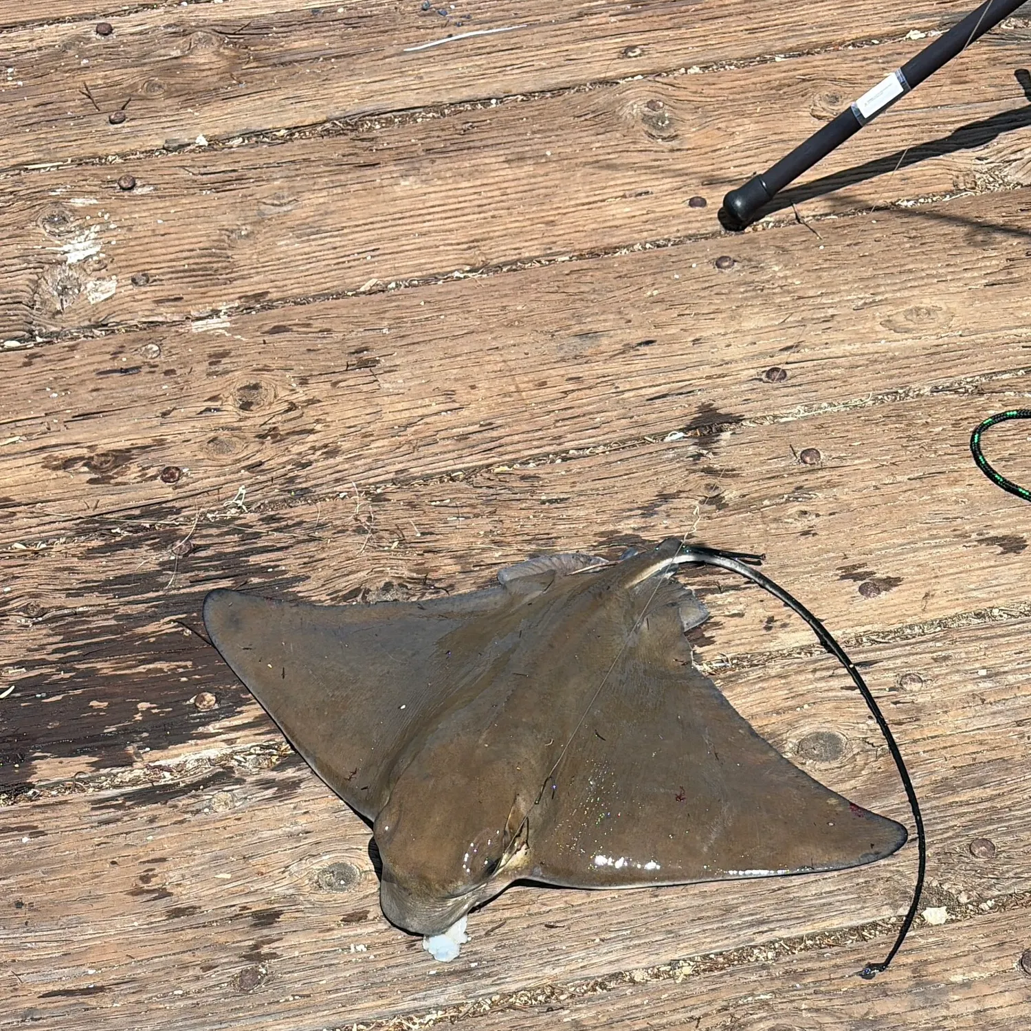 The most recent Bat eagle ray catches on Fishbrain