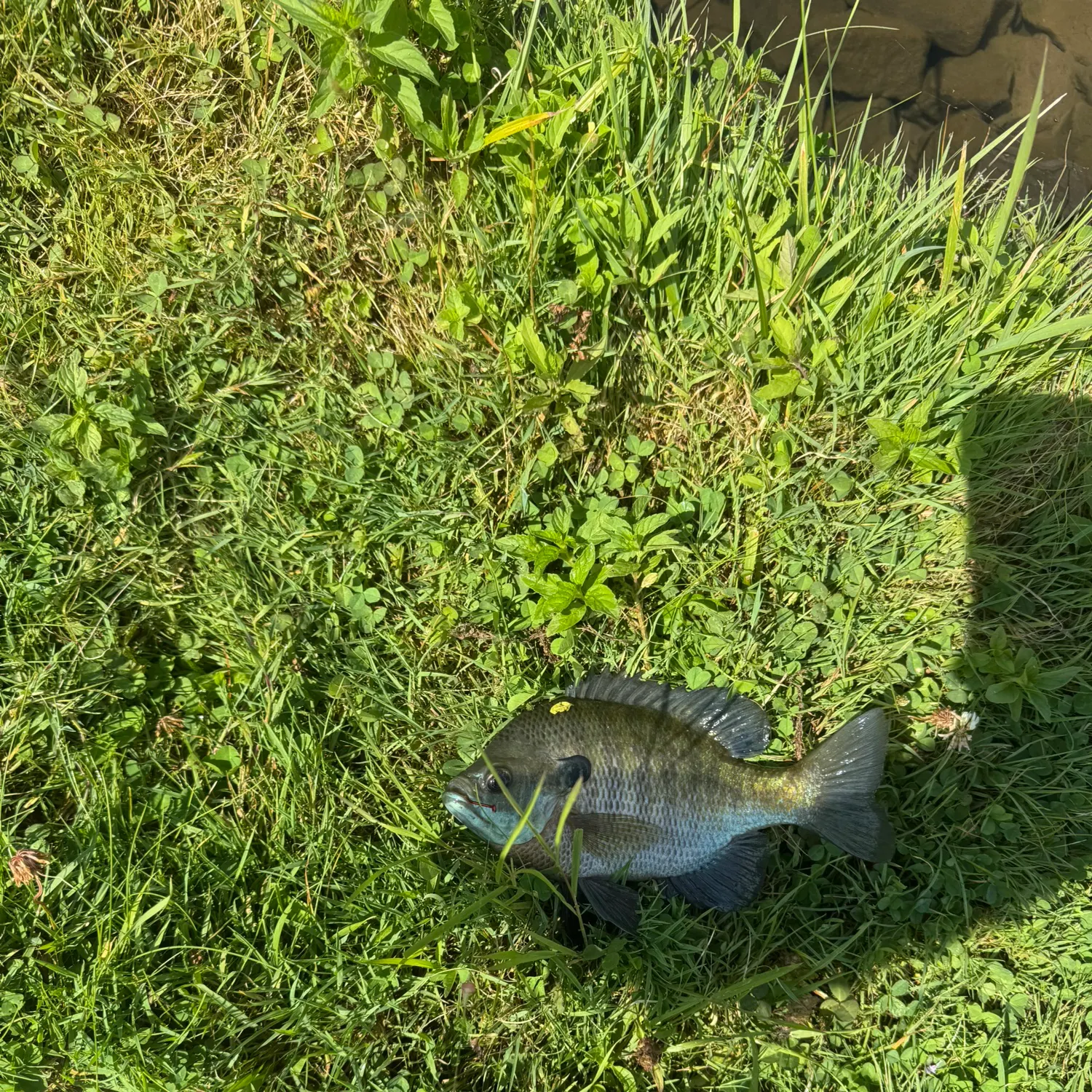 The most recent Bluegill catches on Fishbrain