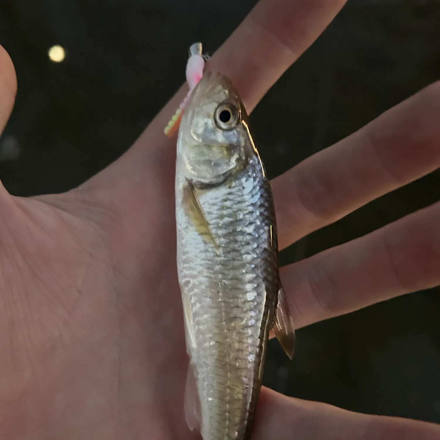 Striped shiner caught on Fishbrain