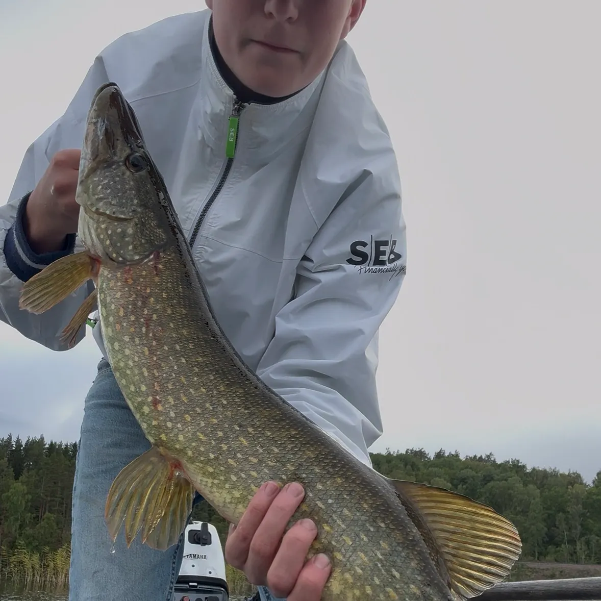 Northern pike caught on Fishbrain