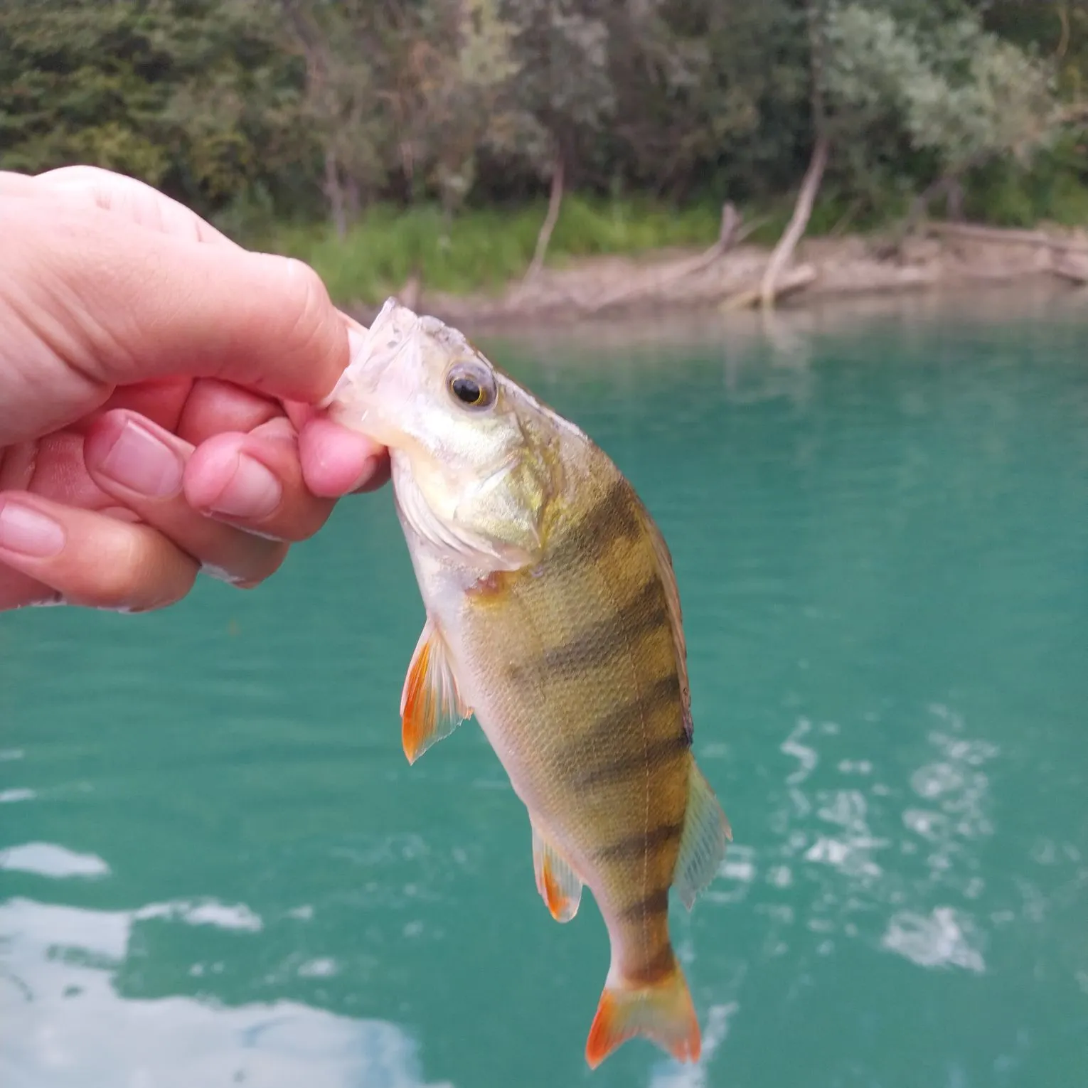 European perch caught on Fishbrain