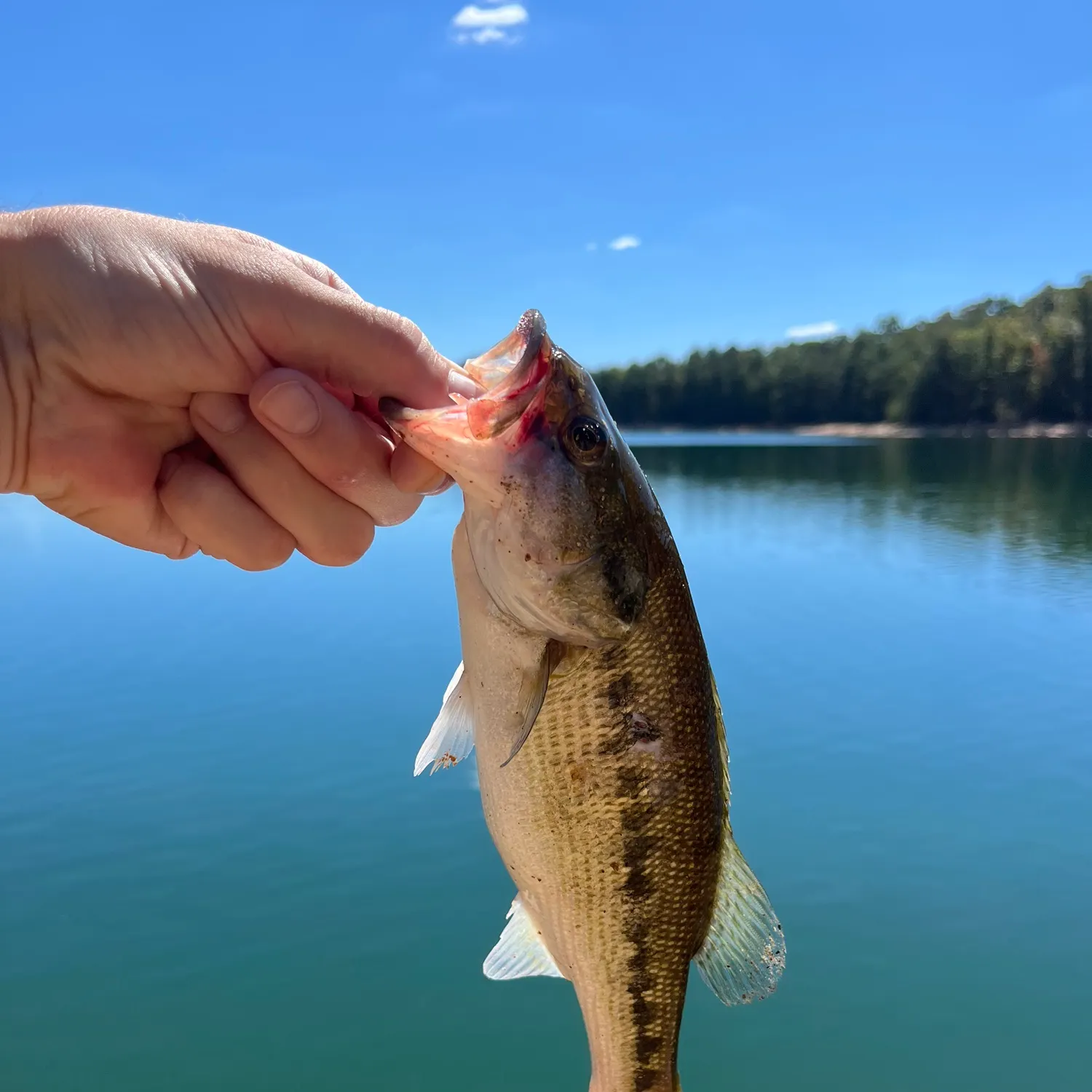 Spotted bass caught on Fishbrain