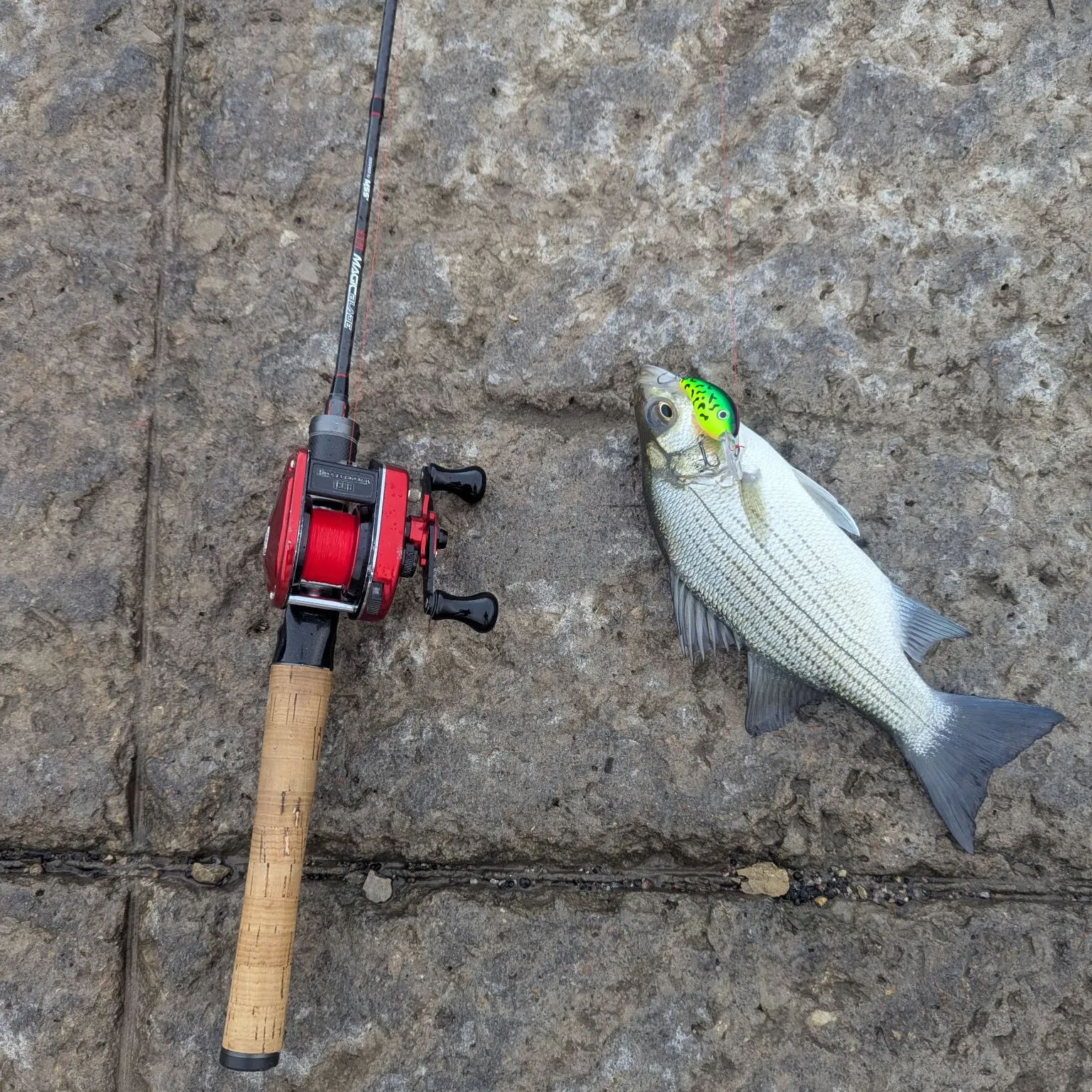White bass caught on Fishbrain