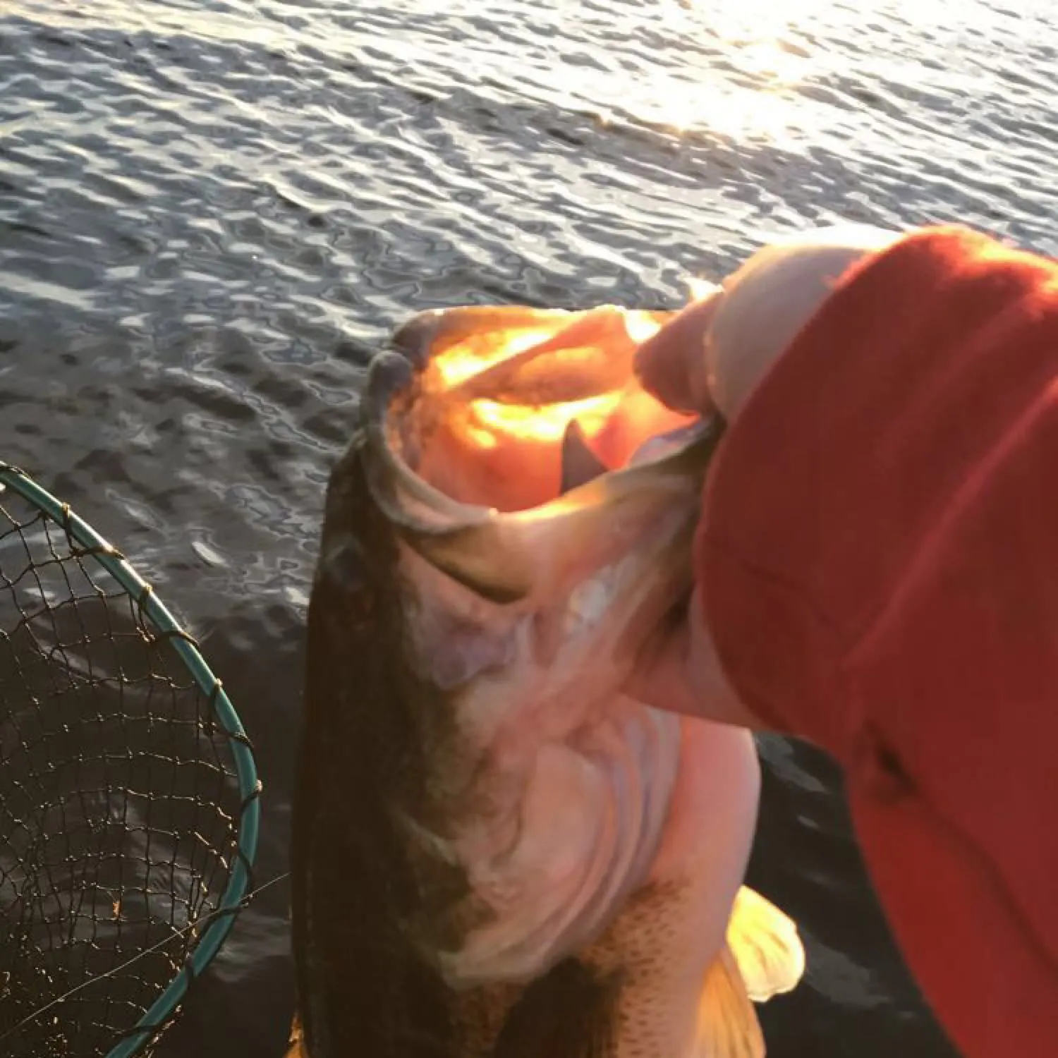 angler catch