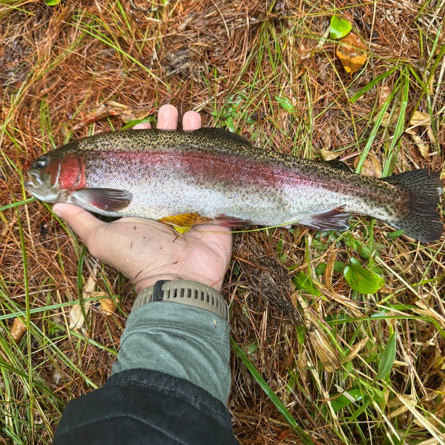 Rainbow trout caught on Fishbrain