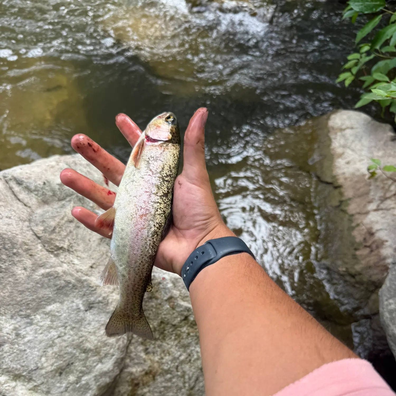 catch