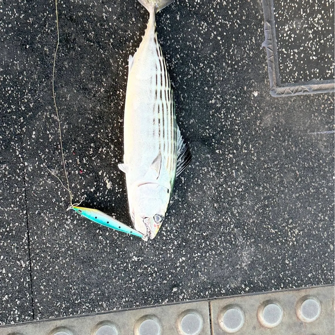 The most recent Australian bonito catches on Fishbrain