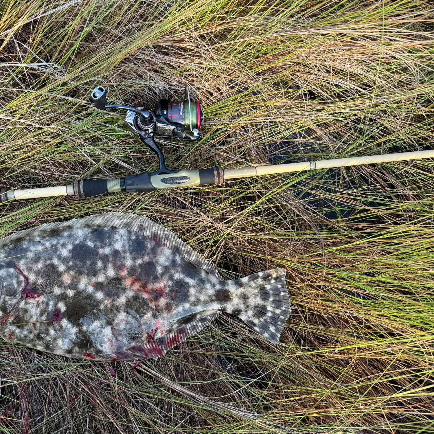 The most recent Summer flounder catches on Fishbrain