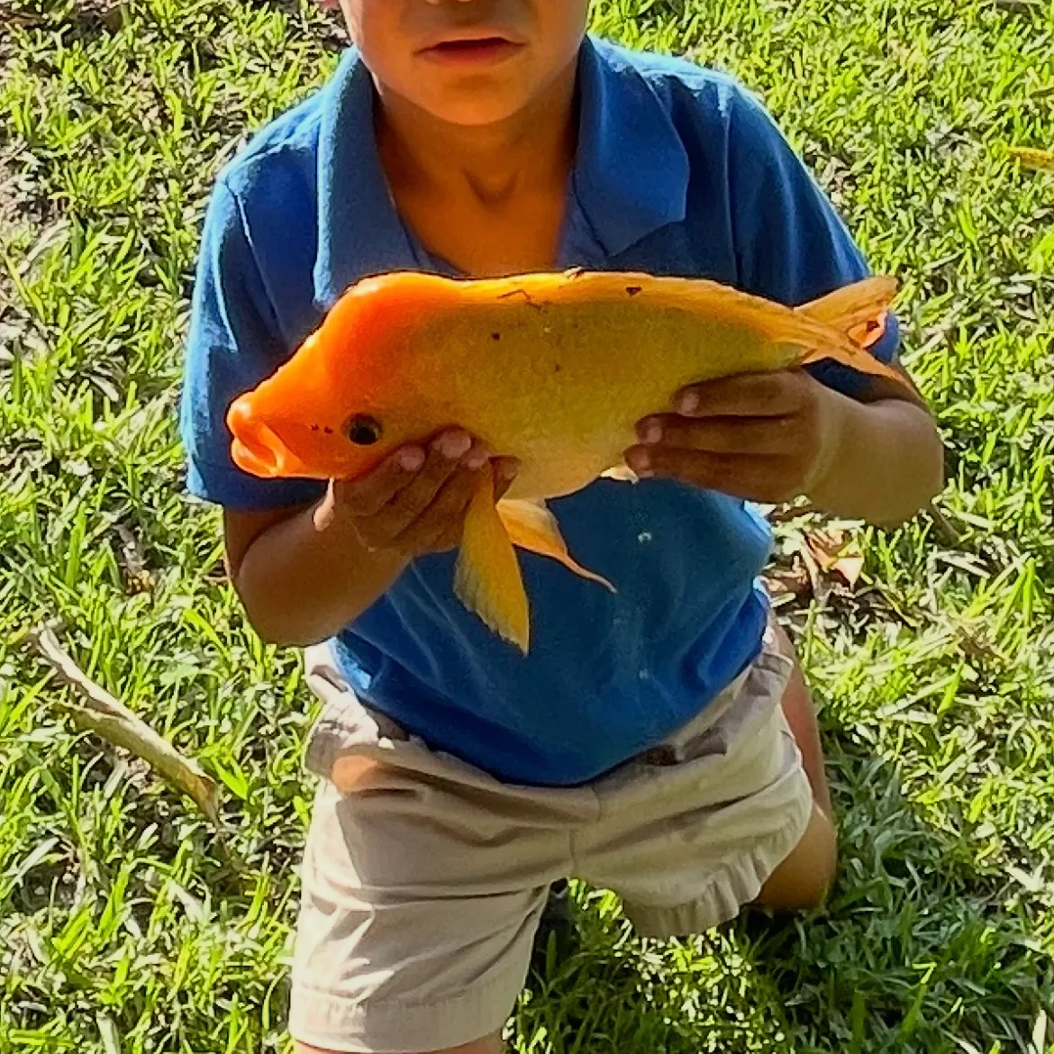 The most recent Midas cichlid catches on Fishbrain